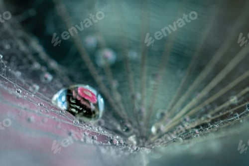 Preview: a drop of water on a flower web with a reflection of a pink flower in it