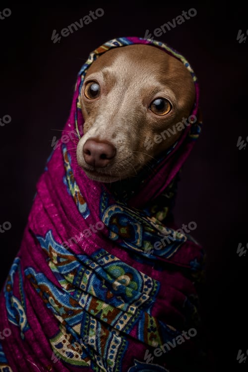 Preview: Italian Greyhound dog with Arabian Hijab