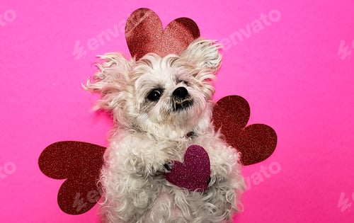 Preview: Cute housepet ready to give her heart to everyone on Valentines day.