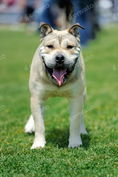 Preview: Dog in green grass