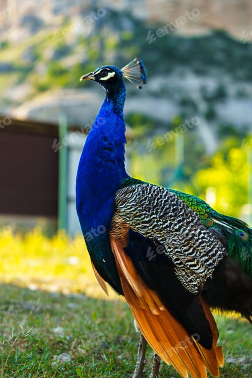 Preview: Stunning peacock displays vibrant plumage in natural setting during sunny day