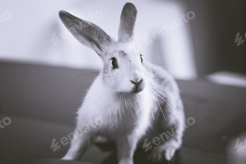 Preview: pets, bunny, scared, rabbit, hare