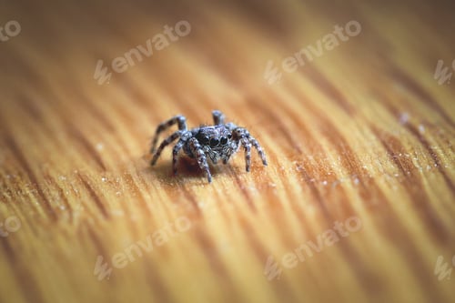 Preview: Small Jumping Spider on Wood Grain Surface