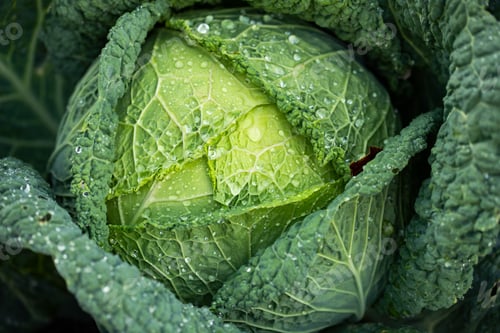 Preview: fresh organic cabbage top view