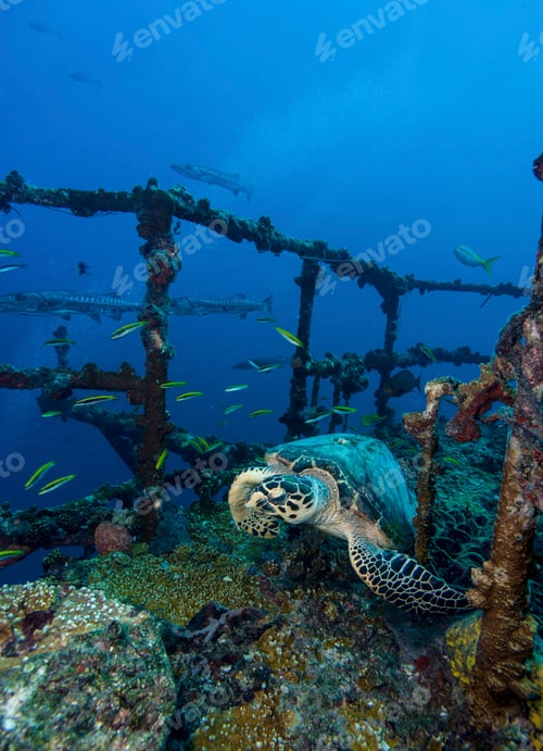 Preview: Hawksbill turtle navigating through a coralladen shipwreck