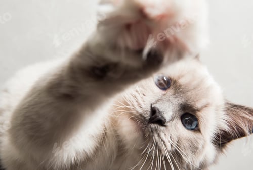 Preview: Ragdoll cat, paw reaching towards camera, close-up