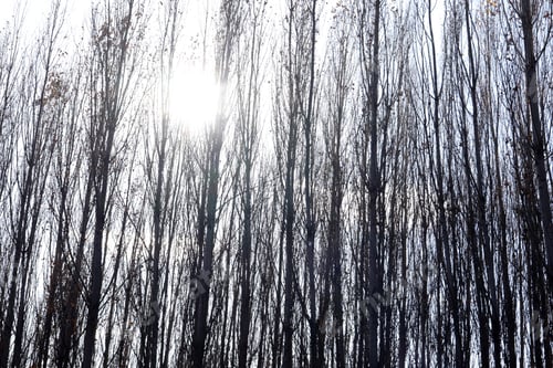 Preview: Leafless Tree Trunks Silhouetted Against Bright Sunlight