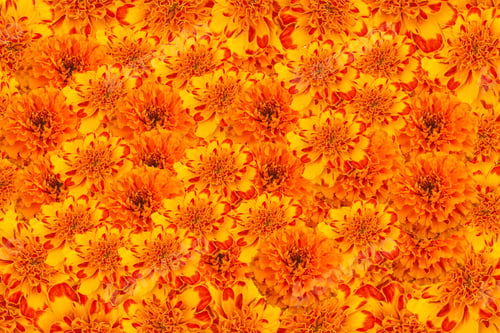 Preview: Vivid Close up of a mural full of beautiful orange flowers of cempasuchil.