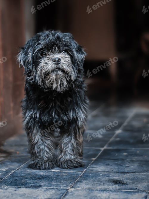 Visualização: dog, pet, dogs, pets, hairy