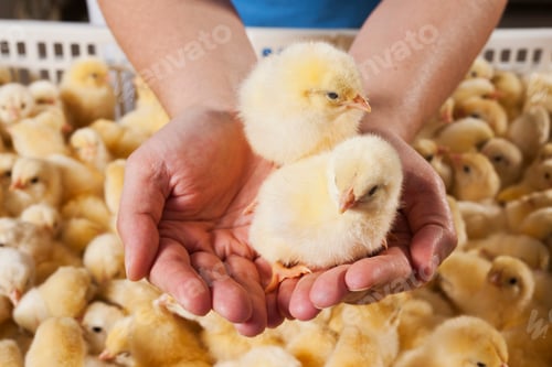 Preview: chick
