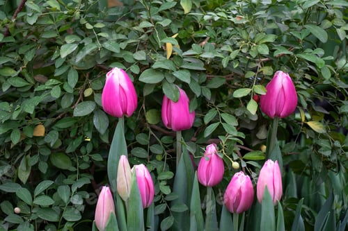 Preview: Spring flowers tulips in the garden