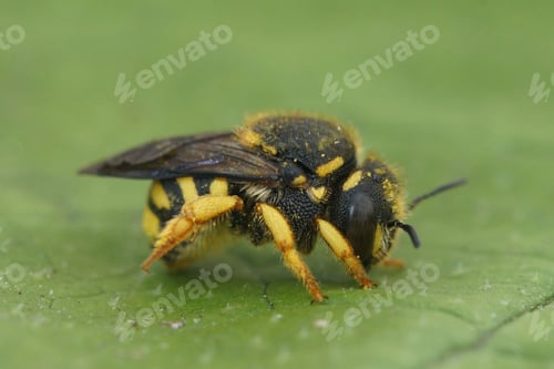 Preview: Closeup on an small, yellow European rotund resin bee, Anthidiellum strigatum