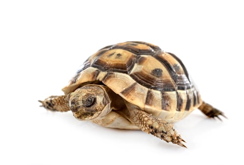 Preview: Greek tortoise in studio