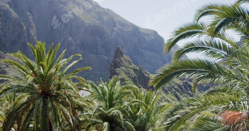 Preview: Tropical palm tree leaves moving in the wind in Masca Gorge Tenerife, Canary Islands, Spain