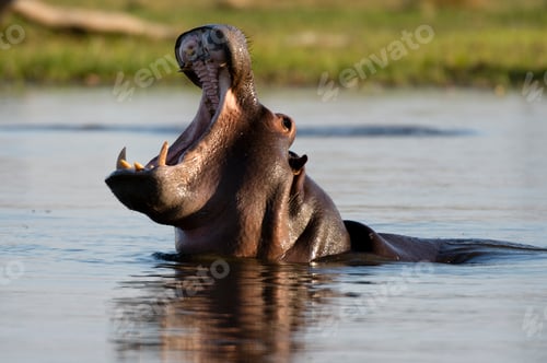 Preview: A hippopotamus opens its mouth wide in the water