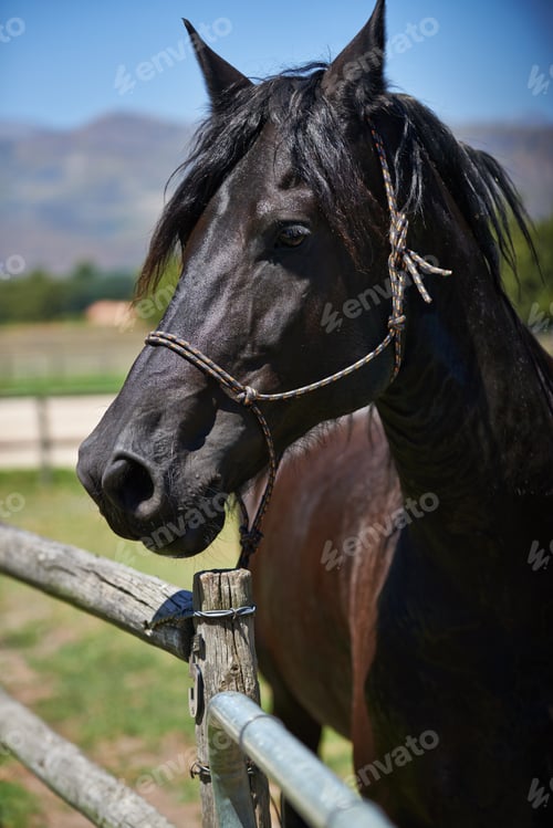 Preview: The best place for thoroughbred horses