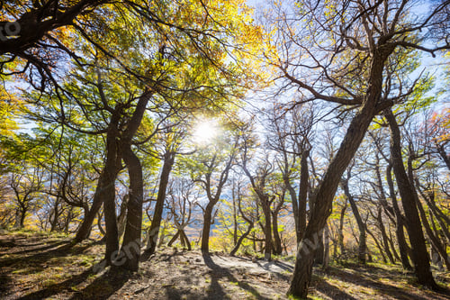 Preview: Autumn forest