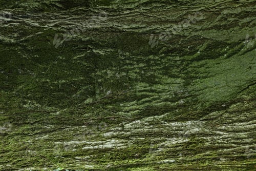Preview: tree bark background texture trunk