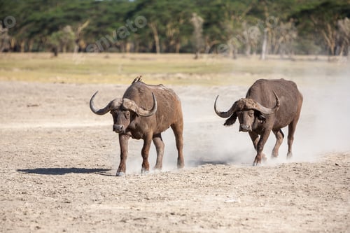 Preview: Wild African Buffalo.Kenya, Africa
