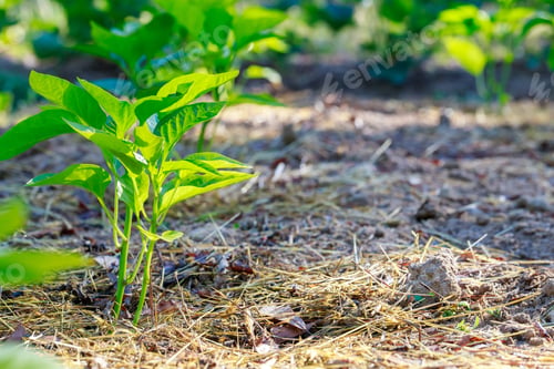 Preview: The sweet bell pepper seedlings are planted in ground.