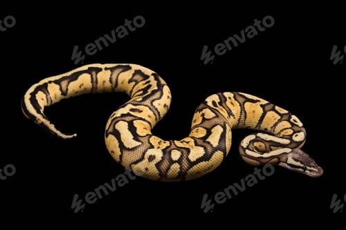 Preview: Female Ball Python. Firefly Morph or Mutation