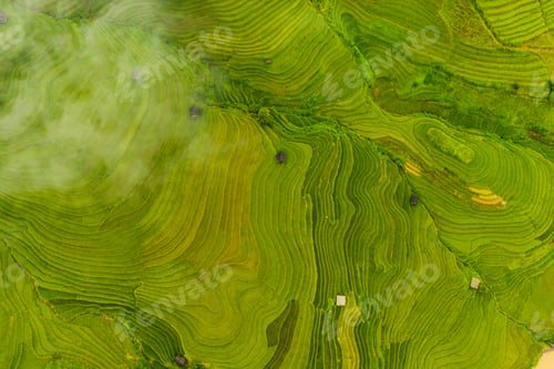 Preview: Paddy rice terraces, green agricultural fields in countryside of mountain hills valley, Vietnam.