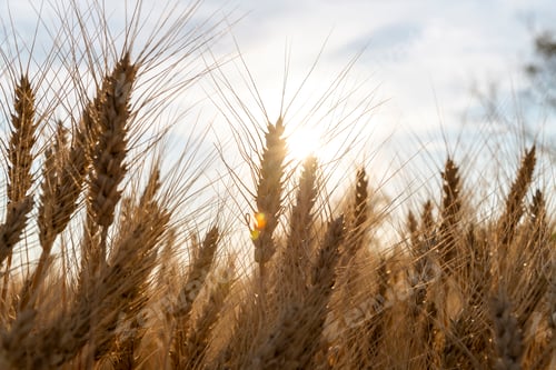 Preview: ears of rye at sunset