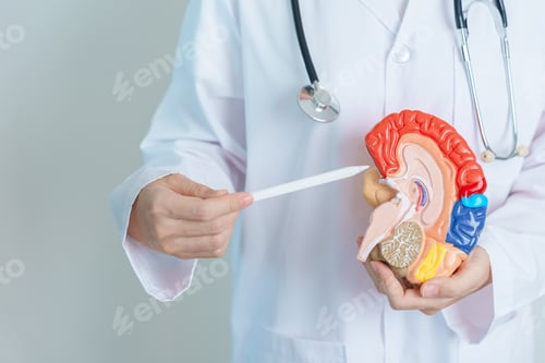 Preview: doctor holding human Brain model. World Brain Tumor day