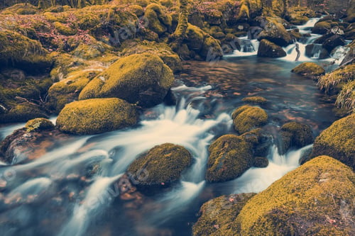 Preview: Fast flowing stream in ancient forest, toned and colored effect