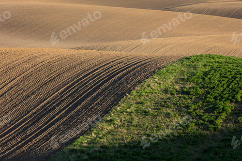 Preview: Rolling hills of tilled farmland and wheat grass, Spring, Palouse