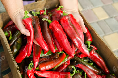 Preview: The farmer holds a red hot pepper in his hands.