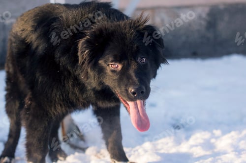 Preview: Dog