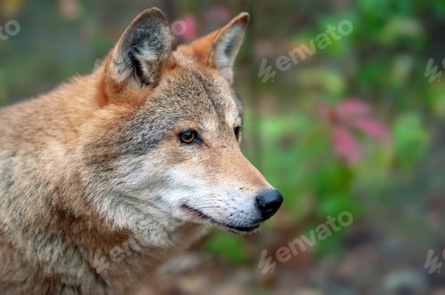 Preview: Portrait wolf in autumn forest