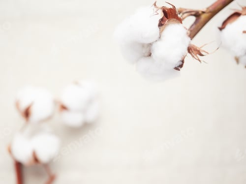 Preview: cotton blossom close-up view,background out of focus