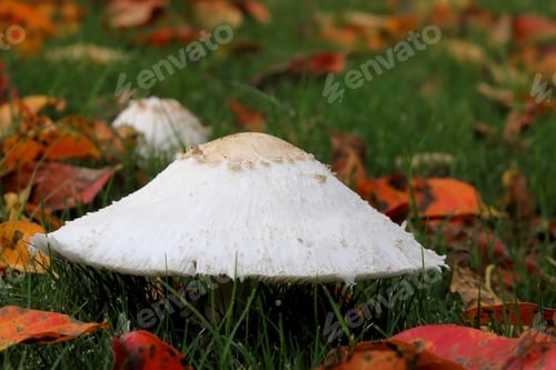 Preview: Mushroom And Fall Leaves - Photograph Of A White Mushroom In Bright Green Grass With Colorful Fall