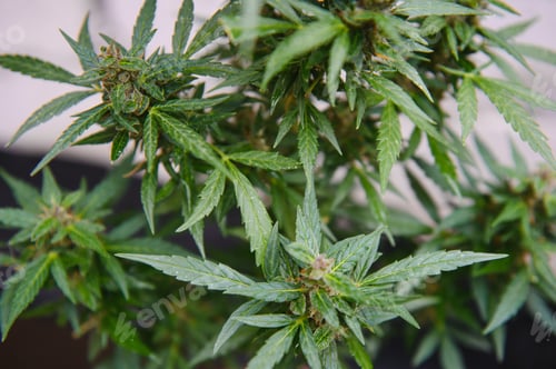 Preview: Background Canopy of Budding Indoor Marijuana Plants.
