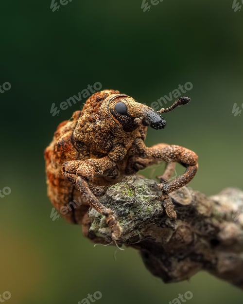 Preview: weevil