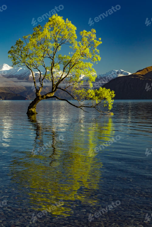 Preview: The Lonely tree of Lake Wanaka and snowy Buchanan Peaks, South I