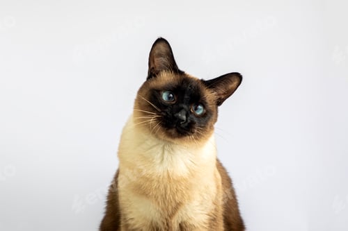 Preview: Pet animal; cute siamese cat