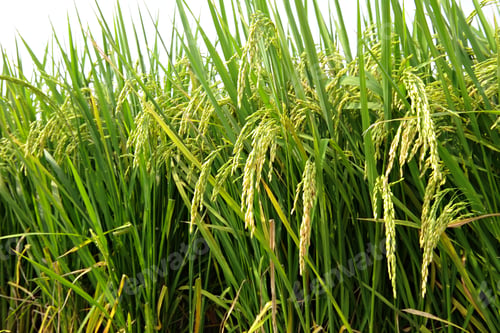 Preview: Paddy Rice
