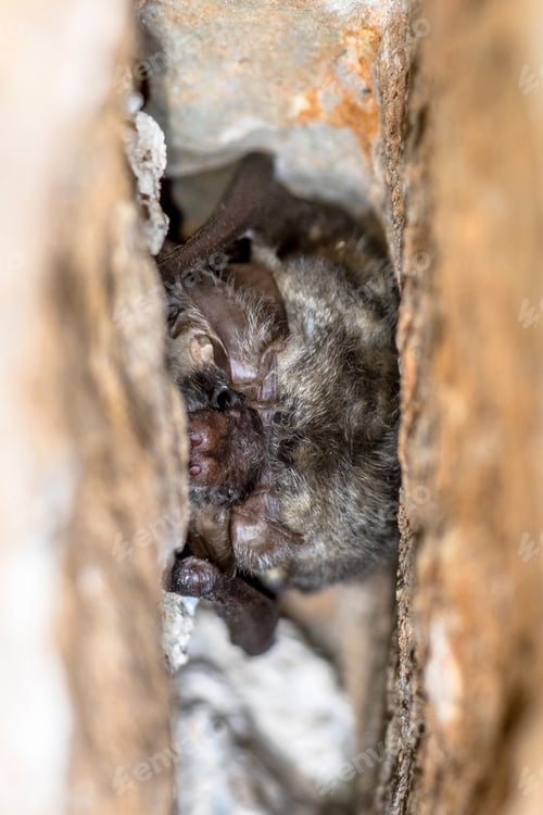 Preview: Grey long eared bat roosting