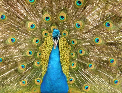 Preview: Vibrant Peacock Displaying Feathers in a Natural Setting