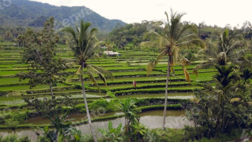 Preview: Couple walking in a rise field on a Bali