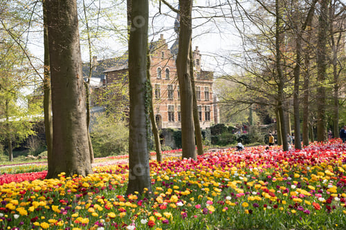 Preview: spring flower beds of blooming colorful pink purple tulips in a large park