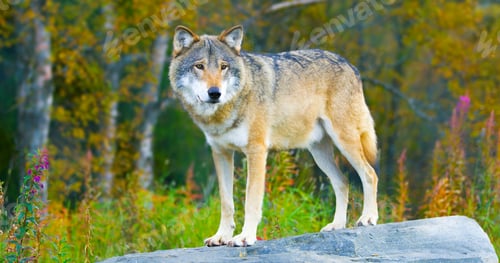 Preview: Large male grey wolf standing on a rock in the forest