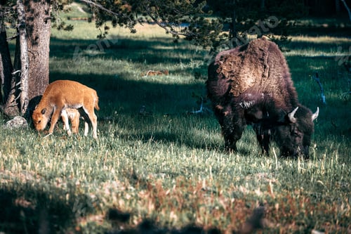 Preview: Bison and its calf grazing in a meadow with trees in the background in Yellowstone national park