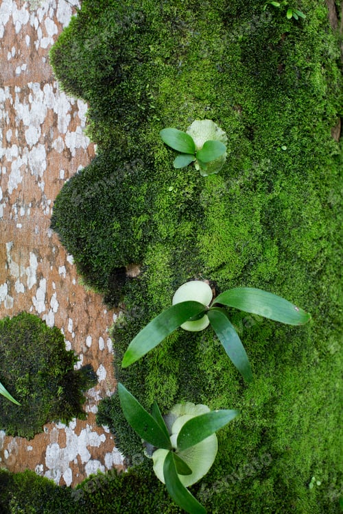 Preview: moss grows on an old palm tree background