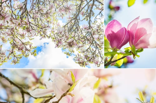 Preview: Collage Magnolia Tree