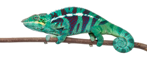 Preview: Panther Chameleon Nosy Be, Furcifer pardalis, in front of white background