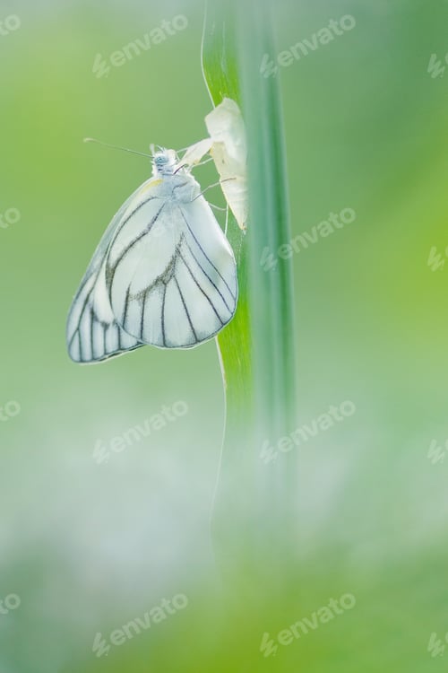 Preview: butterfly